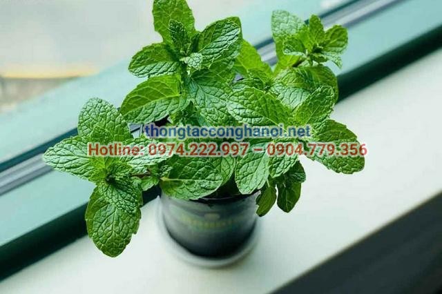 Cây bạc hà xua đuổi côn trùng và mùi hôi tốt