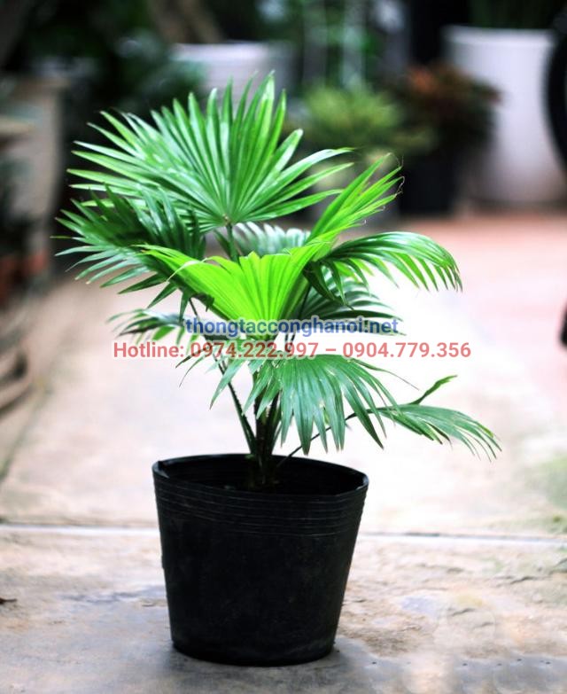Cây cọ Nhật có khả năng hấp thụ khí độc hại