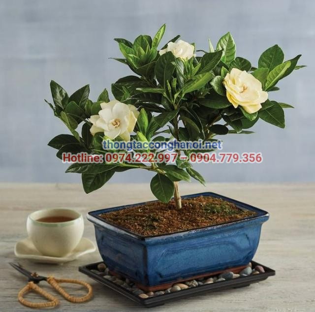 Cây dành dành là hương thơm dịu nhẹ, tự nhiên