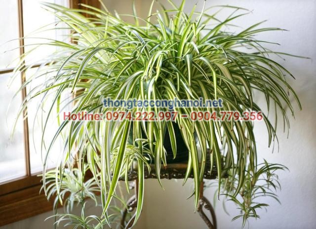 Cây dây nhện lọc không khí rất tốt