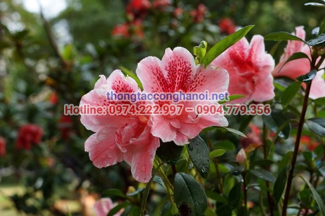 Cây hoa đỗ quyên hợp với điều kiện ẩm ướt