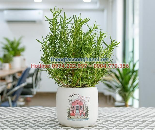 Cây hương thảo có hương thơm thanh mát