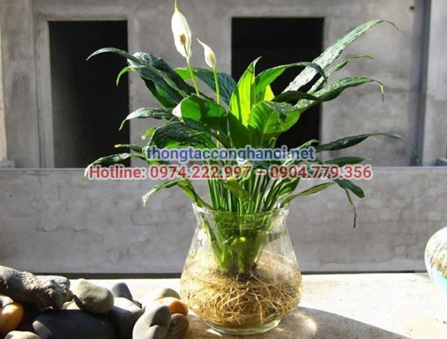 Cây lan ý là loại cây ưa bóng và sinh trưởng tốt trong nhà vệ sinh