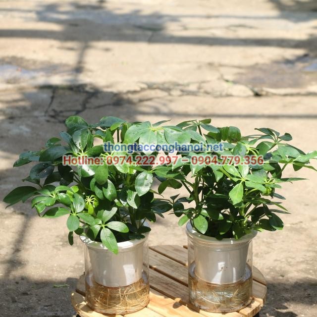 Cây ngũ gia bì ưa bóng dâm