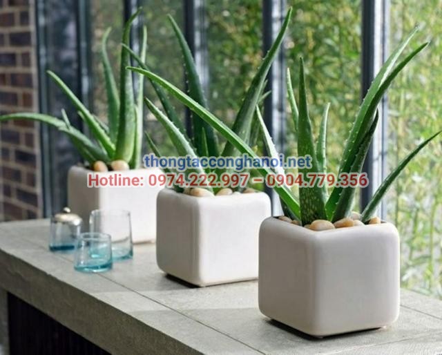 Cây nha đam hấp thụ các chất độc trong nhà vệ sinh hiệu quả