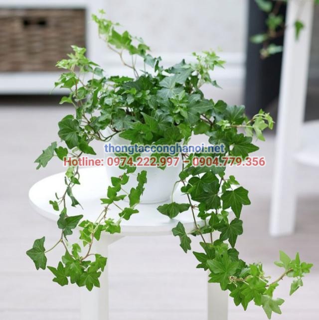 Cây thường xuân ví như lá phổi xanh
