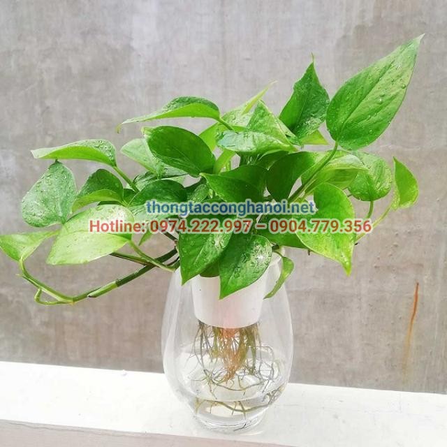 Cây trầu bà có độ sống bền, dễ chăm thích hợp đặt trong nhà vệ sinh