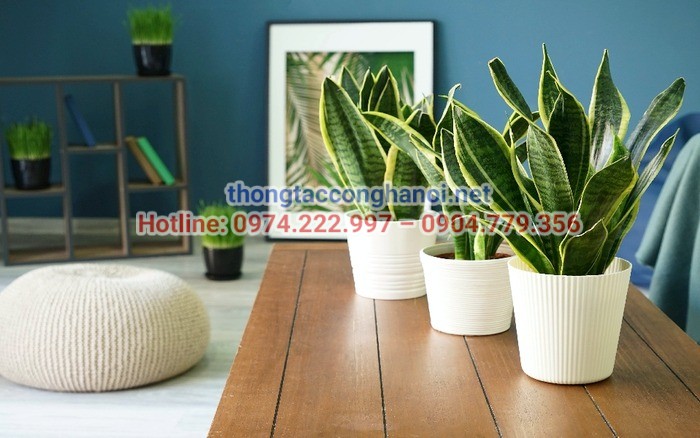 Trang trí cây xanh giúp thanh lọc không khí