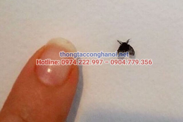 bồ hóng là gì
