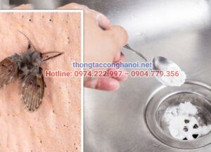 Cách diệt ruồi cánh bướm bằng baking soda