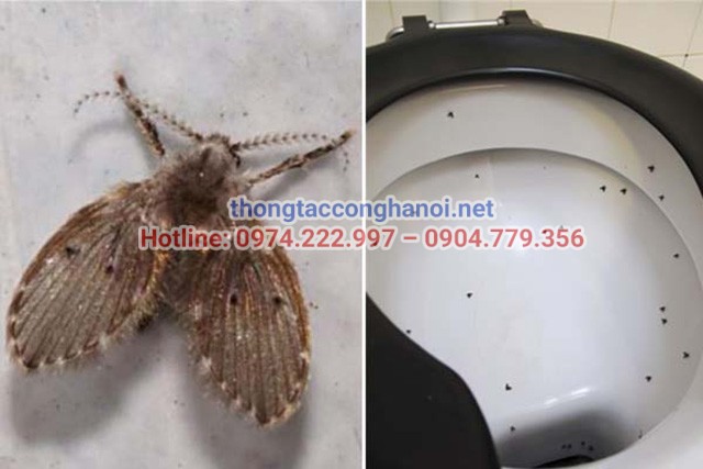 Tác hại ruồi cánh bướm