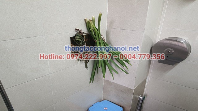 Thay lá dứa thường xuyên