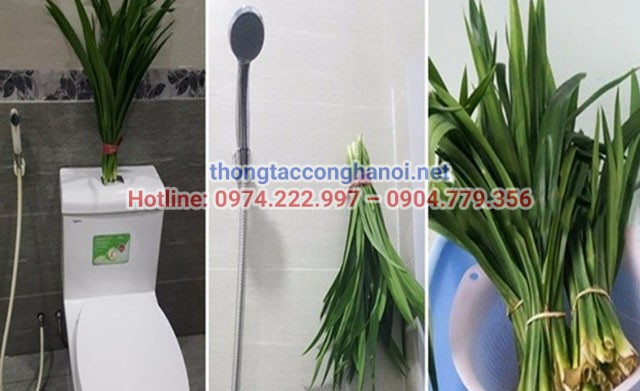 Treo lá dứa trong nhà vệ sinh