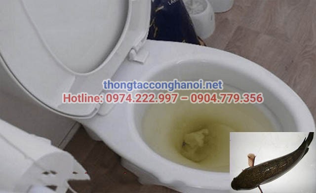 thông tắc cống bằng cá lóc