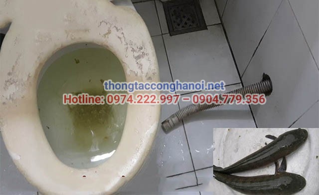 ưu điểm thông tắc cống bằng cá lóc
