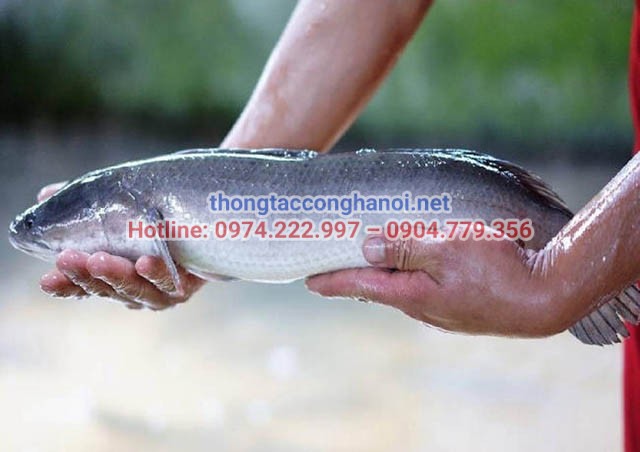 vì sao cá lóc được chọn để thông tắc cống