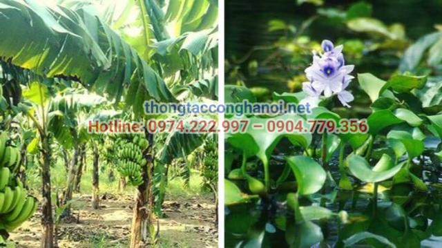 Cách thau rửa bể nước ngầm bằng cây chuối tươi và bèo lục bình